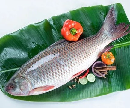 বরফের মাছ